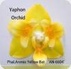 Phal. Anmio Yellow Bat AN6604